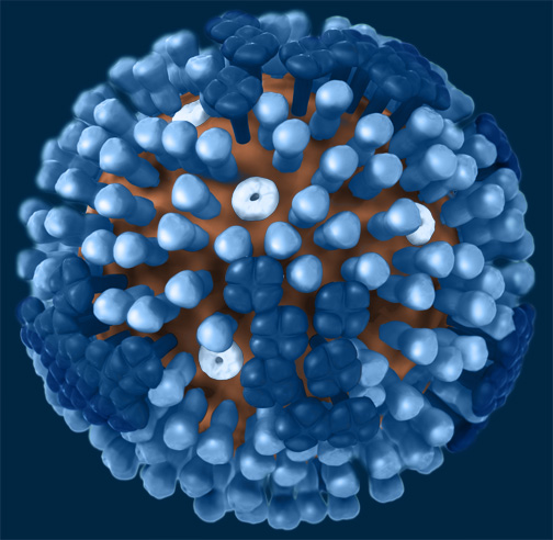 Influenza CDC 3D_Influenza_blue_no_key_full_med2 Healthin30 post